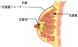 モントゴメリー腺 炎症